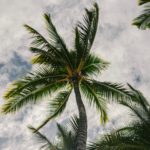 A picture of cocounut palms against the backdrop of a partly cloudy sky