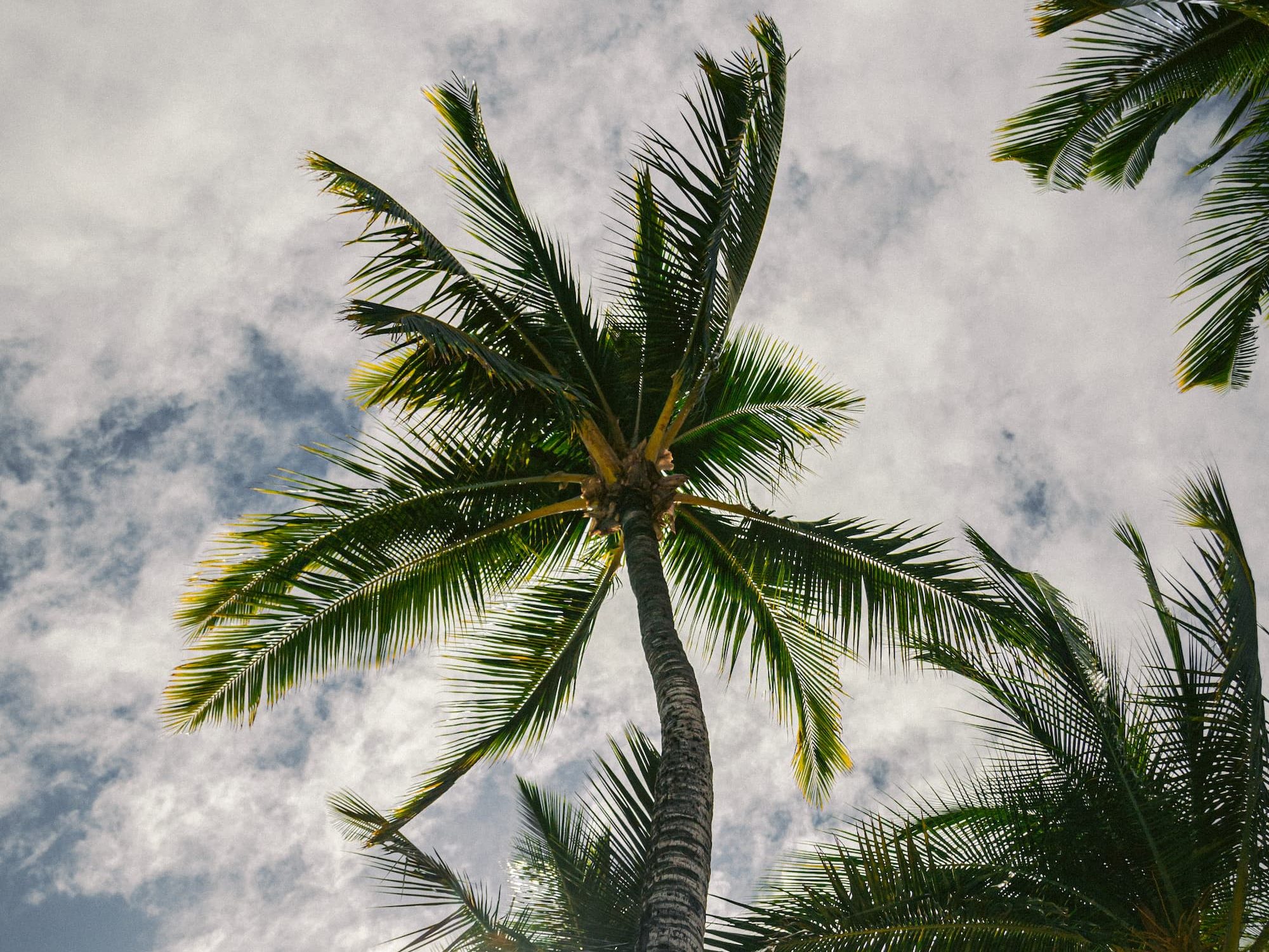 A picture of cocounut palms against the backdrop of a partly cloudy sky