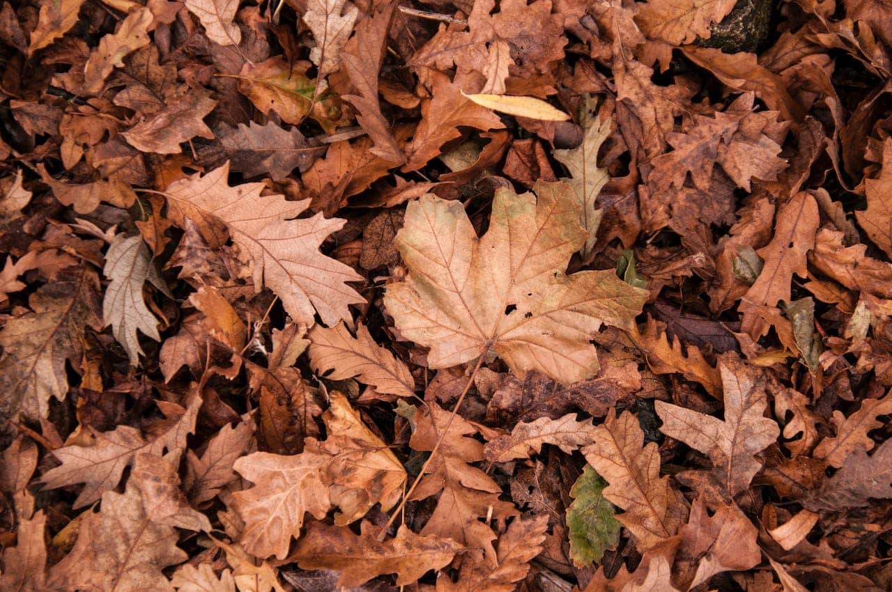 Brown and orange autumn leaves lying on the ground seen from directly above